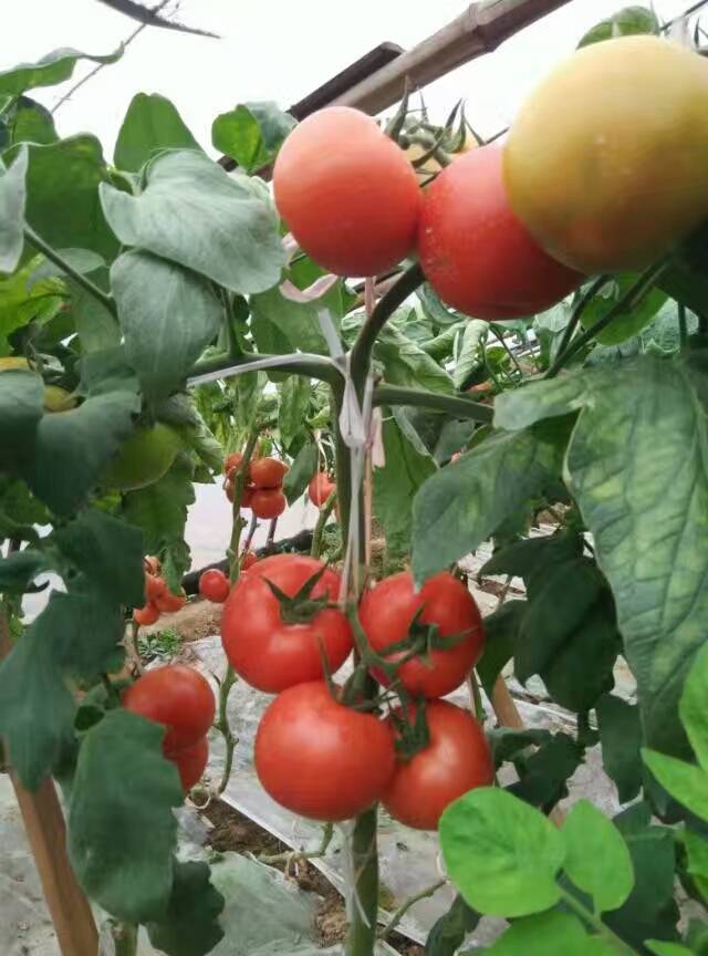 山东反季节温室大棚西红柿大量上市，我处大红西红柿从每年的...