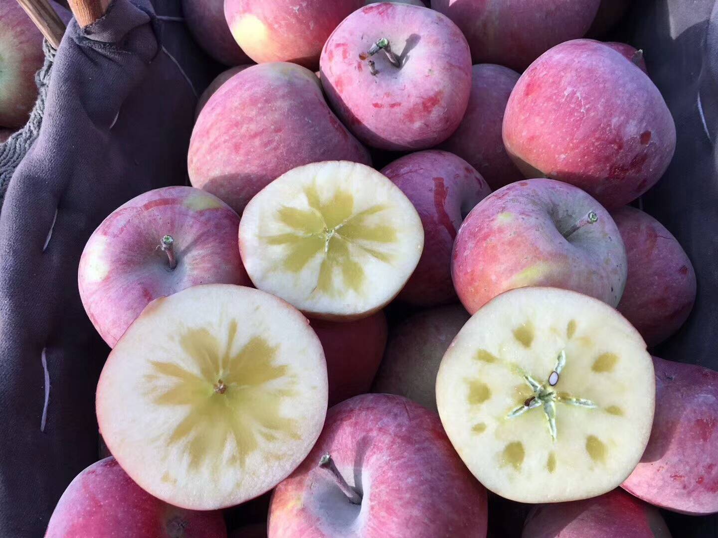 正宗新疆阿克苏冰糖心苹果，净重5公斤一级装，支持一件代发，包邮价，部分地区不包邮。