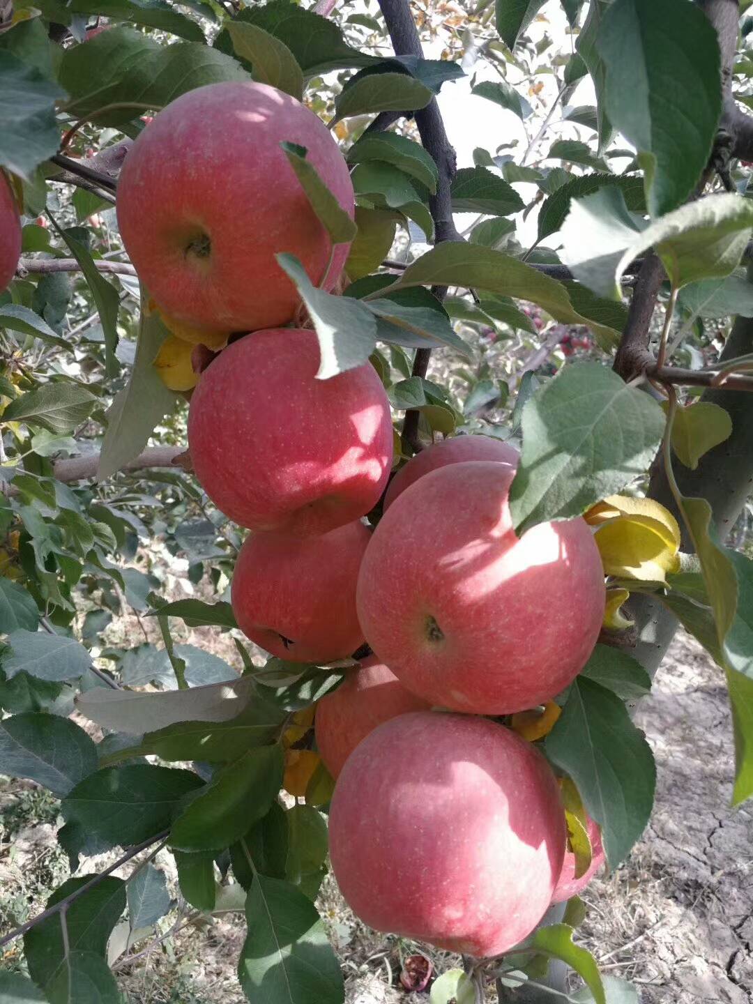 正宗新疆阿克苏冰糖心苹果，净重5公斤一级装，支持一件代发，包邮价，部分地区不包邮。