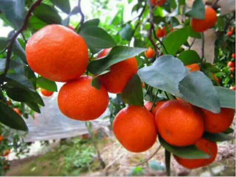 广西蒙山砂糖橘准备上市，欢迎全国各地新老客户前来咨询预定...