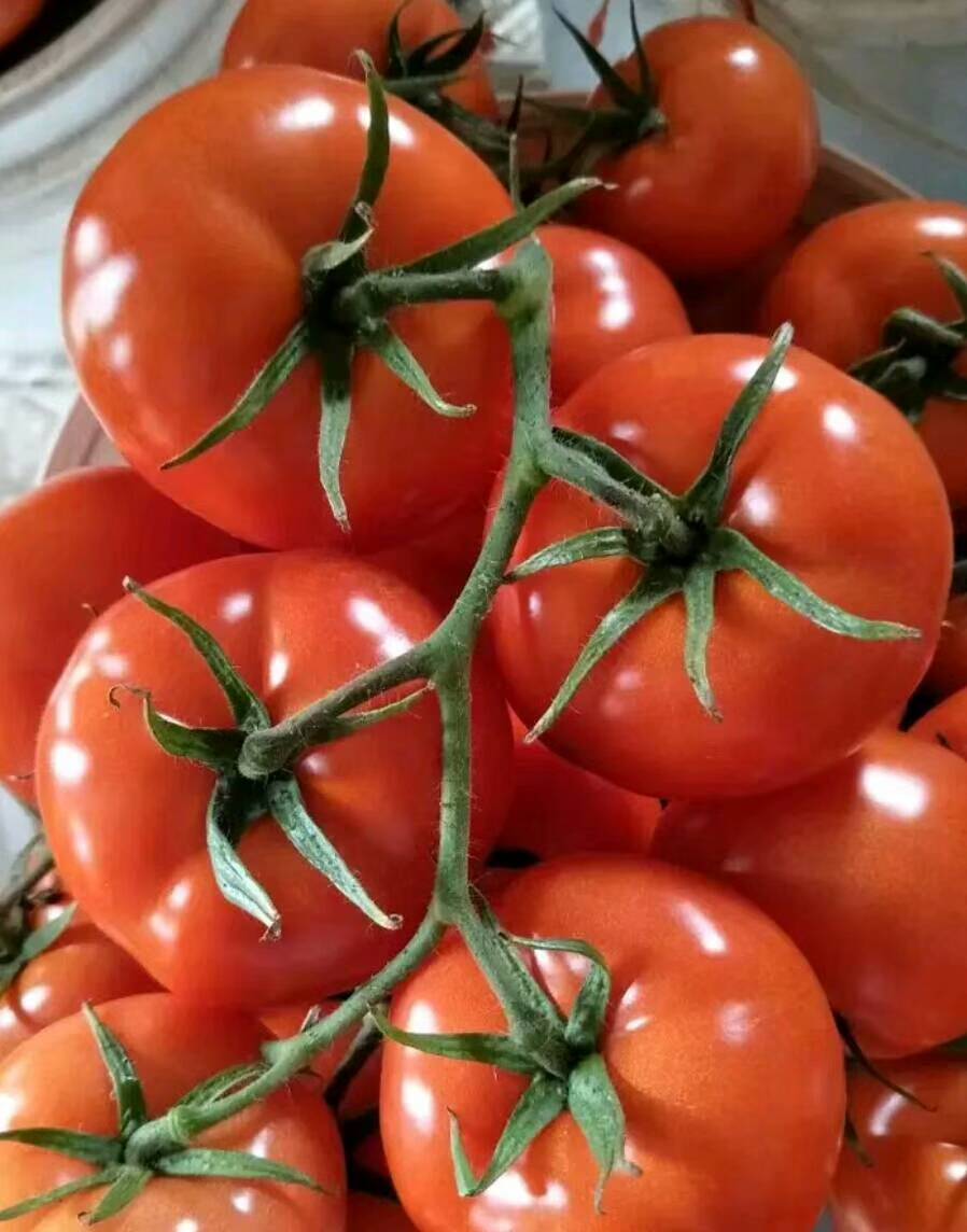 温鹏西红柿产地，优质大红西红柿市场，本地大红西红柿大量上...