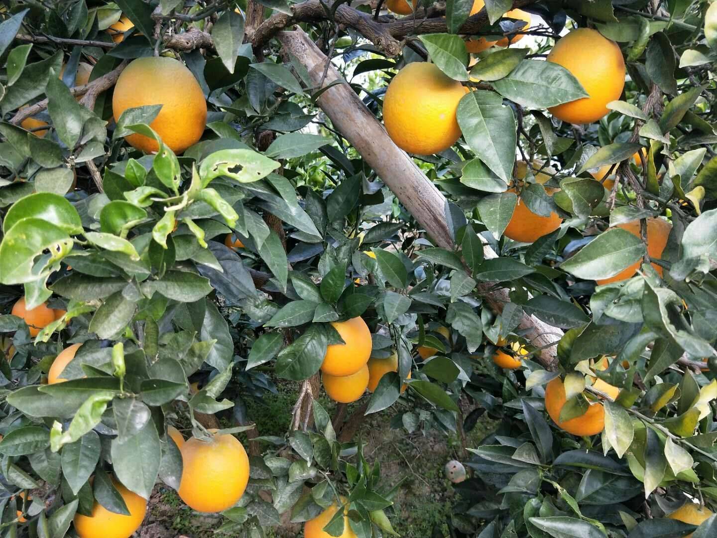 秭归脐橙已经大量上市了，上市品种有:普脐，长虹，纽荷尔，...