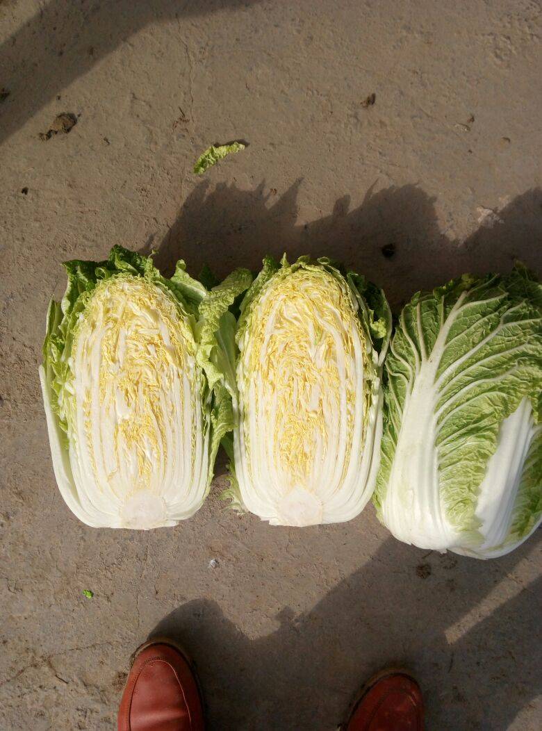 邓州市万亩蔬菜基地，大白菜大量上市了，品种有黄心大白菜，...