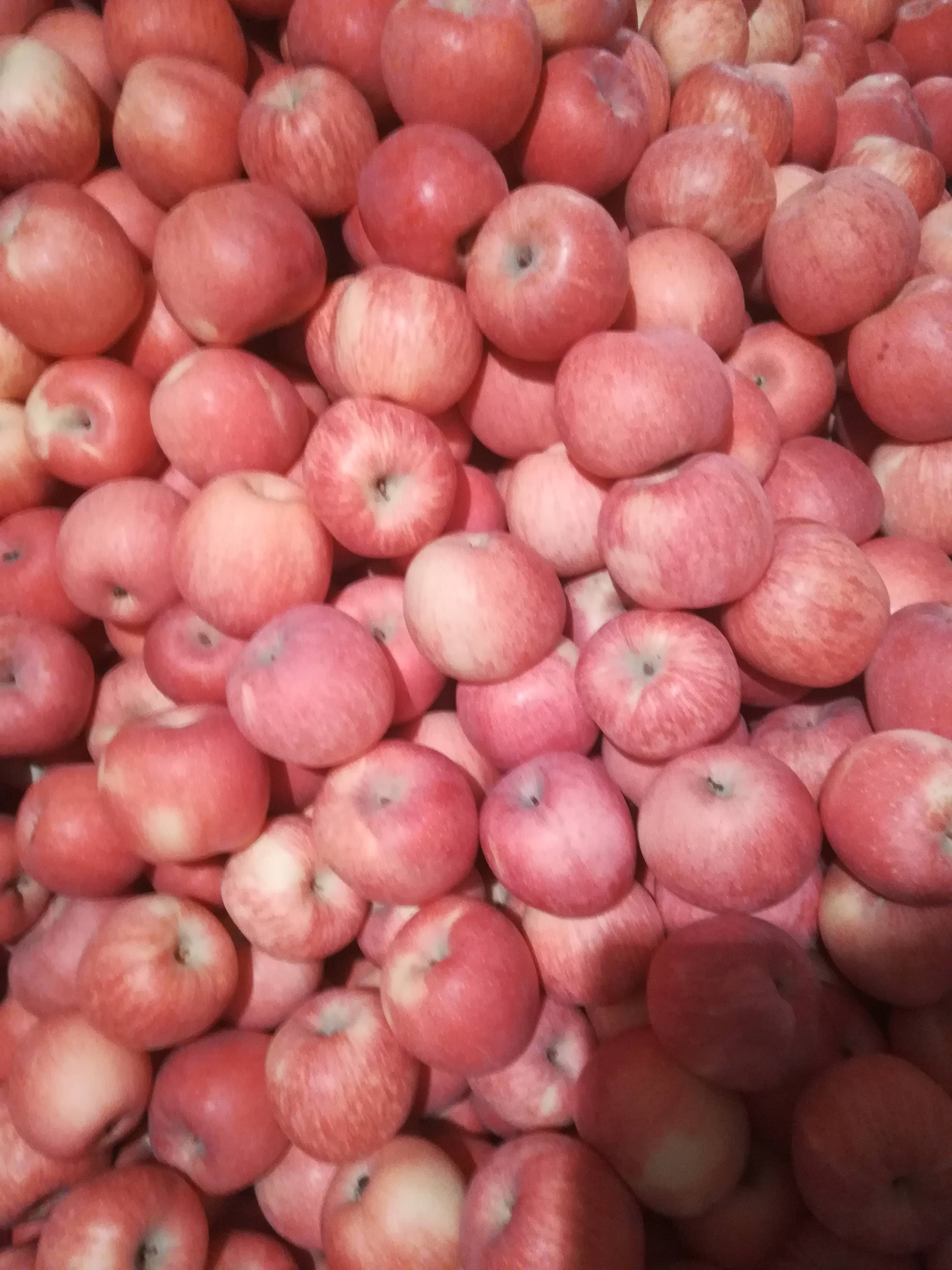 大荔县产区纸袋红富士苹果大量供应