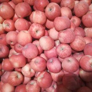 大荔县产区纸袋红富士苹果大量供应