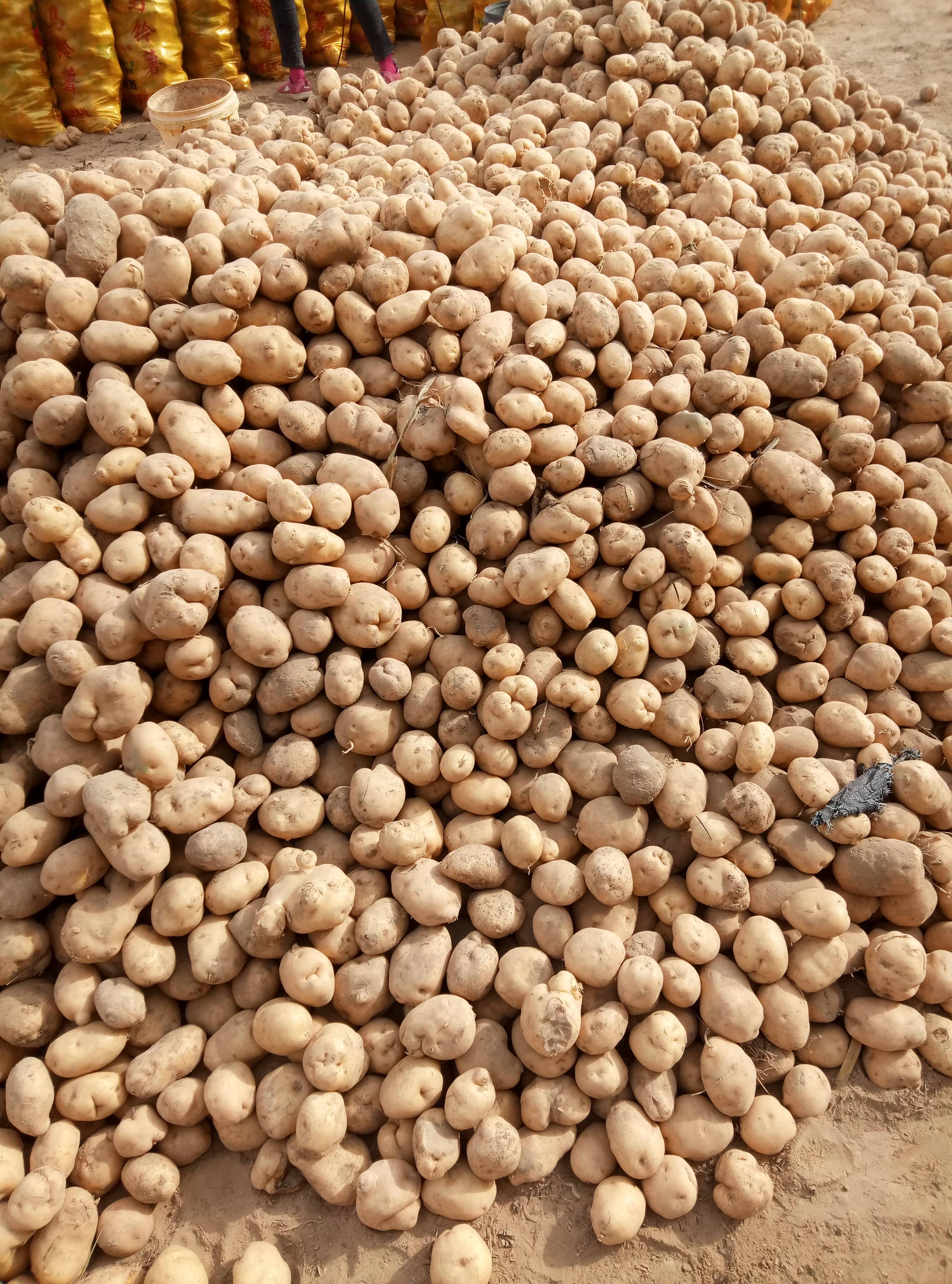 陕西定边郝滩土豆出售，价格便宜，要的联系。