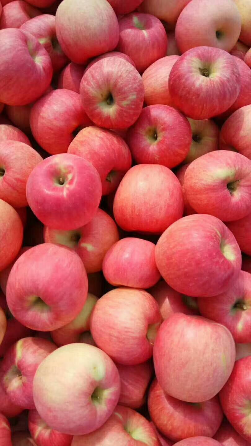 山东红富士苹果大量供应产地直销，一手货源，纸袋，模袋，纸...