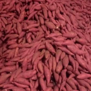 山东聊城冠县大量供应红薯，可以做红薯淀粉，烤红薯，