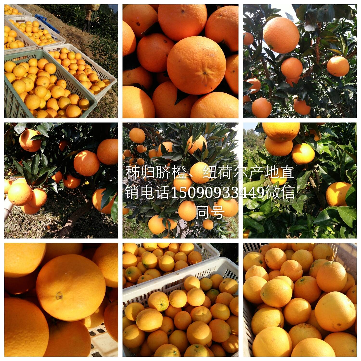 湖北秭归血橙、红心脐橙产地供应，欢迎来园看果采购。