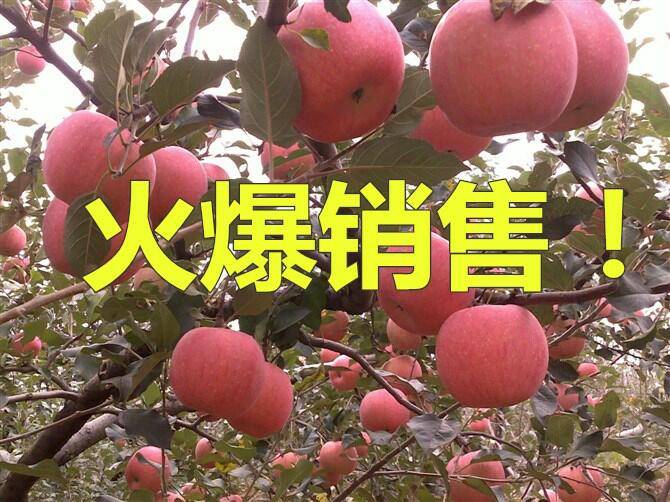红富士苹果产地直供 质优价廉货源充足1526599637...