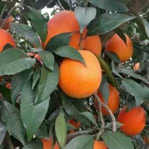 宜昌秭归脐橙是国家重点无公害绿色基地，本基地果好价优、皮...