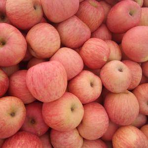 山东红富士苹果产地，脆甜红富士苹果大量供应，纸袋红富士苹...