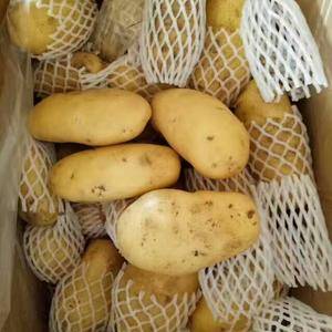 大量供应荷兰十五土豆，无芽，无青头，颜色鲜亮个头均匀需要...