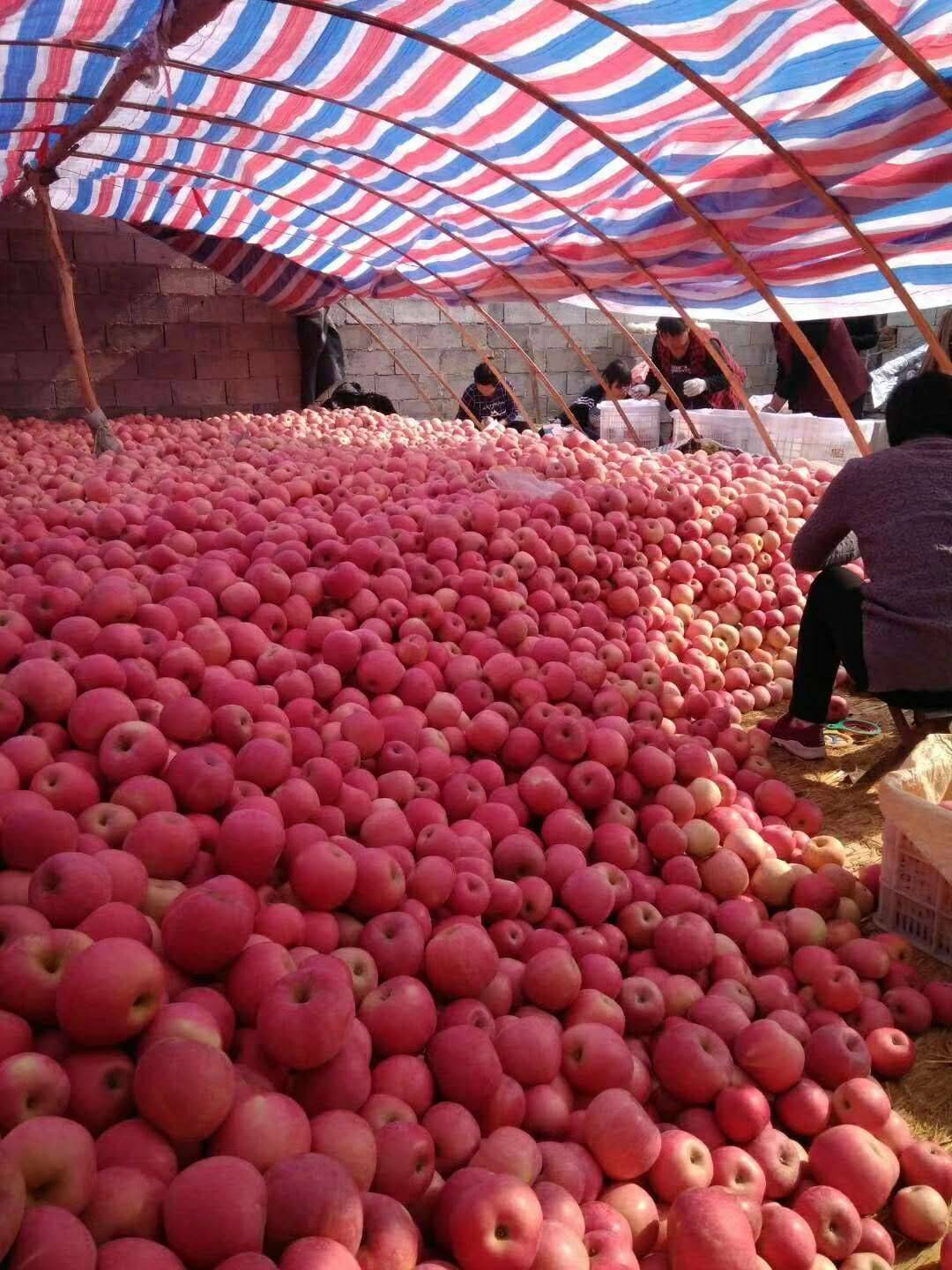 山东最大苹果种植基地，万亩红富士苹果供应！纸袋，膜袋，纸...