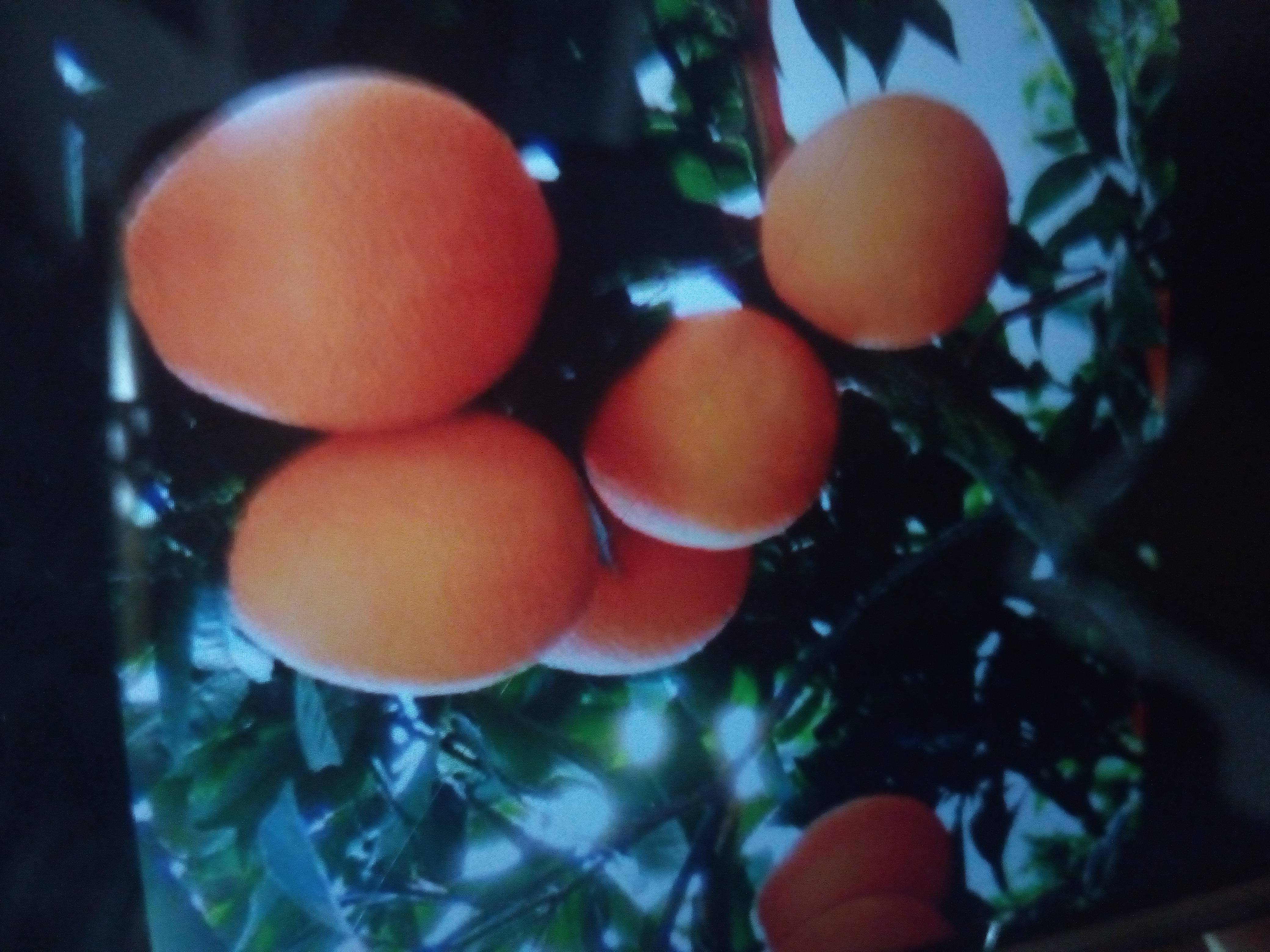 秭归产地批发，大量供应秭归脐橙～纽荷尔～伦晚脐橙～夏橙～红心橙～长虹脐橙，欢迎垂询！