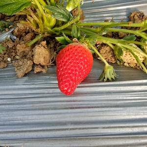 供应甜宝草莓用有机肥生物肥秸秆反应堆生产的无化肥无激素无...