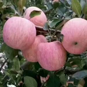 山东苹果产地供应热线:13573912087苹果品种齐全...