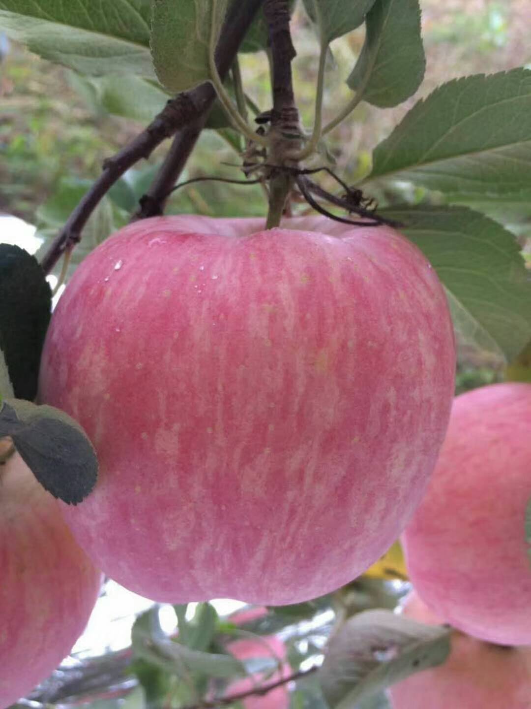 山东日照莒县优质苹果基地，美八，红露，黄元帅，红富士苹果大量上市供应了。