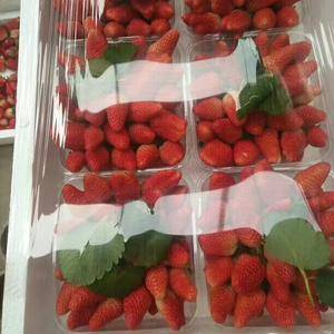 邳州市港上草莓基地草莓已经上市欢迎新老客户前来咨询153...