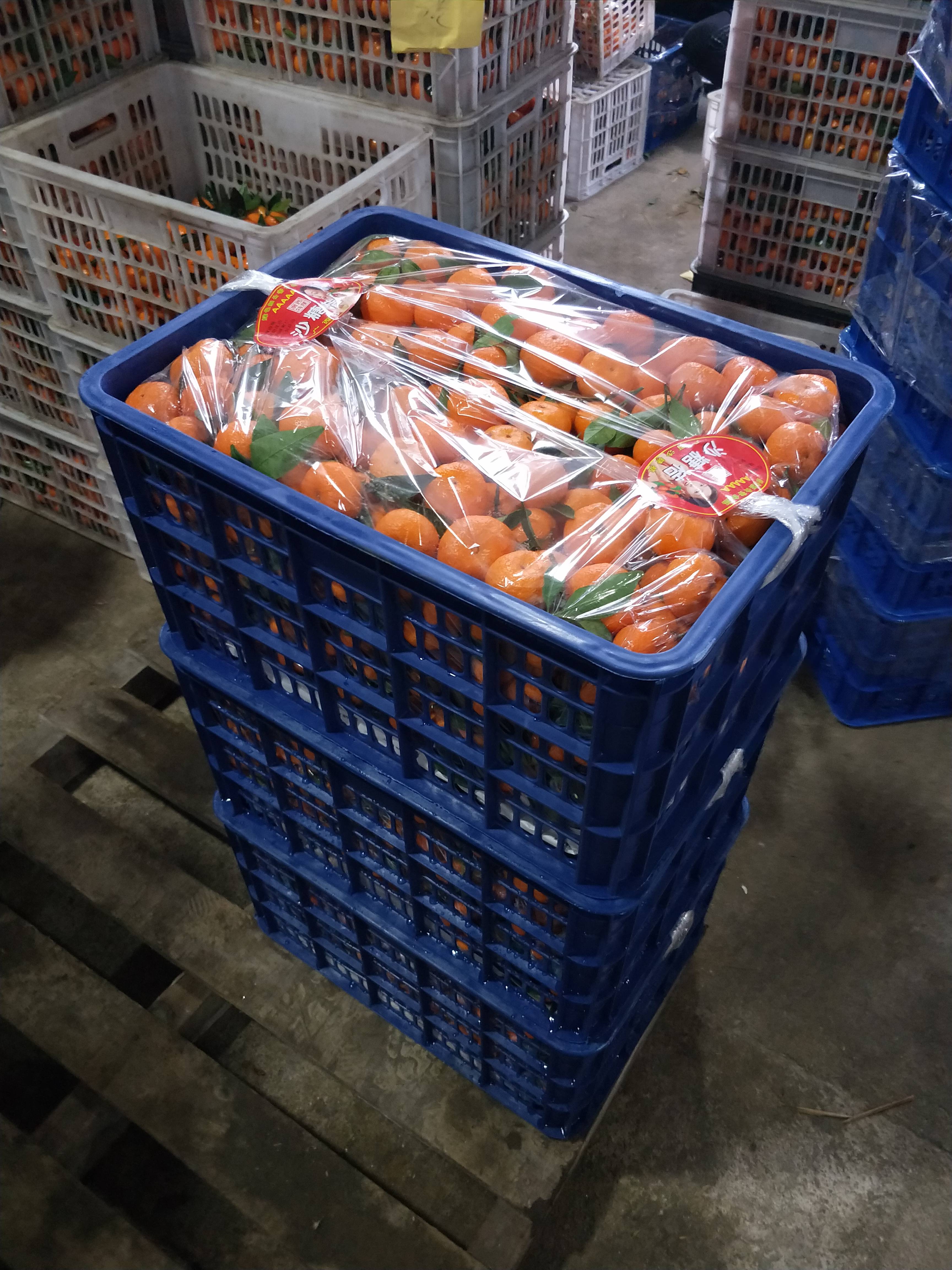 江西南丰蜜橘代办批发大量上市。需要的老板加15179492060