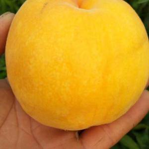 早脆皇：
一个让人难以相信的极早熟黄桃好品种，6月中上...