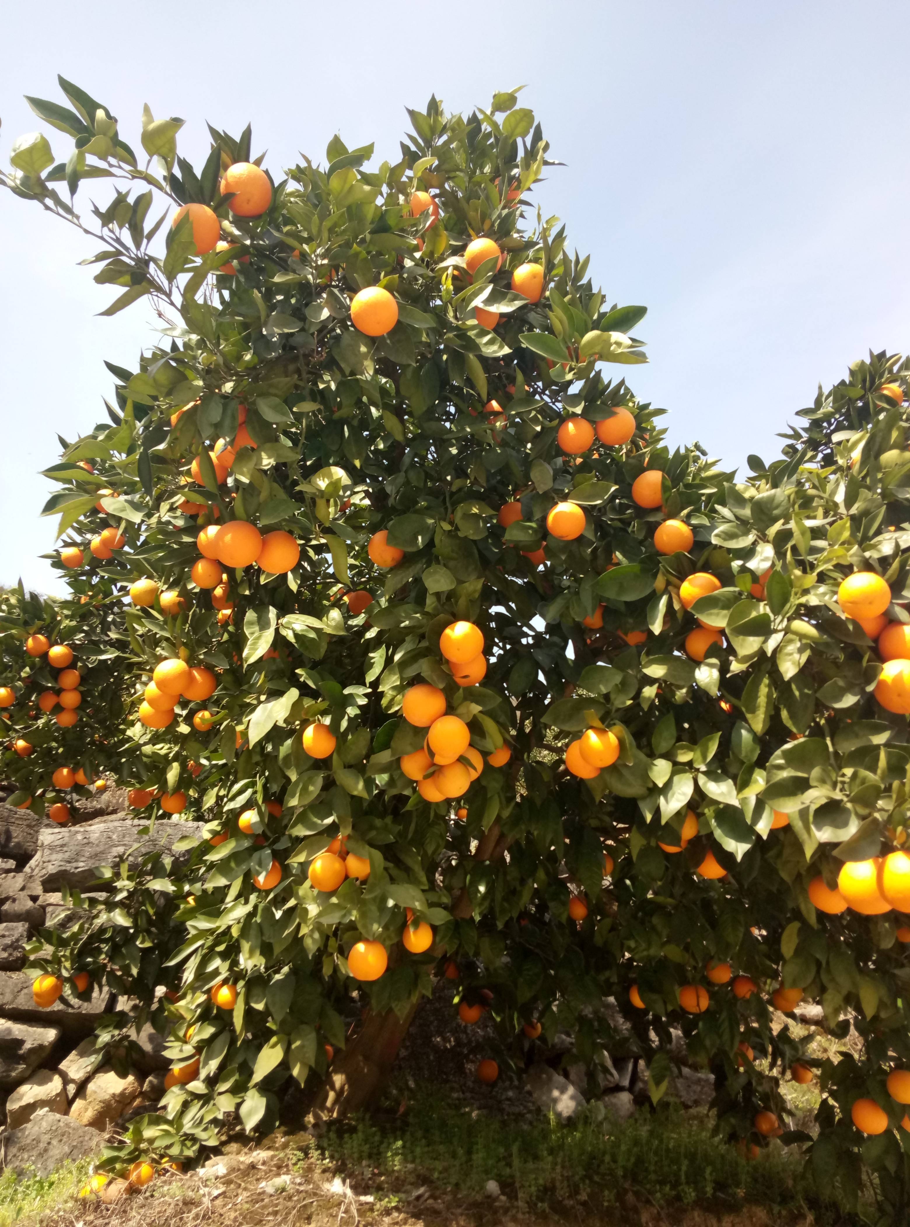 湖北宜昌生产的特早普早柑橘现已大量上市，欢迎广大客户前来收购。我们将以诚信的原则，联系电话:13310575327