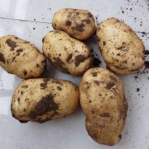 荷兰十五大量出库中。河北承德围场土豆基地种植的优质土豆，...