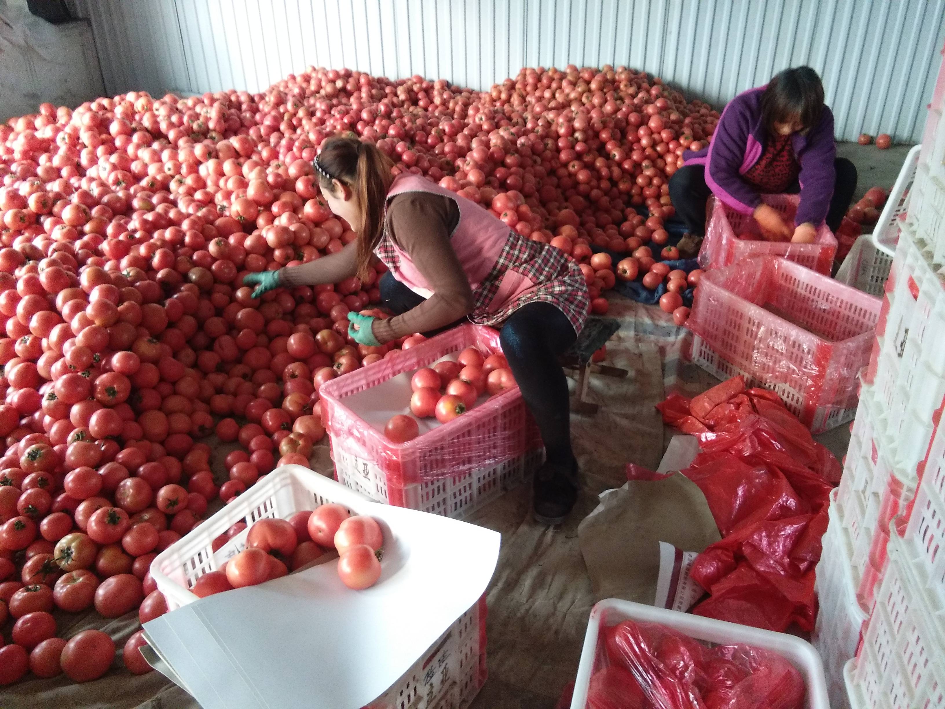万亩硬粉西红柿，大量上市了，货源充足，质量很好，从11月...