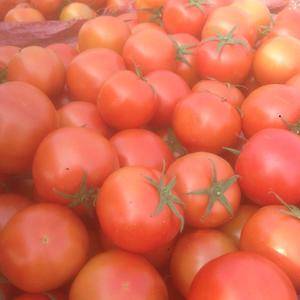 供应大红西红柿和粉红西红柿，15864395423