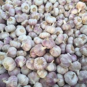 金乡紫皮大蒜常年大量供应，各种规格都有，质量不错价格低，...