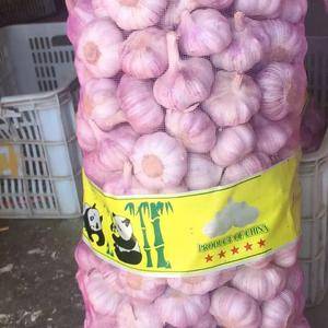 金乡紫皮大蒜常年大量供应，各种规格都有，质量好，价格低，...