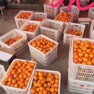 出售大量黄岩蜜橘，涌泉蜜橘，也可以代收蜜橘，有需要加微信...