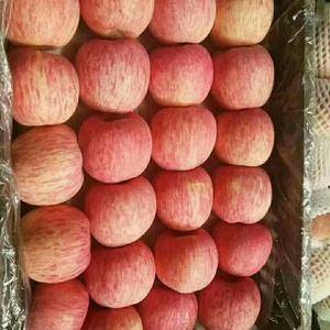 大量供应山东红富士苹果，纸袋 膜袋 纸加膜的，货源充足，...