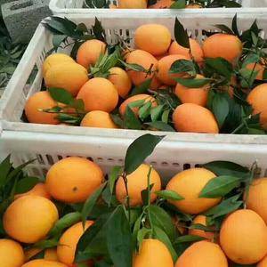 秭归，有名的脐橙之乡，是全国唯一一个一年四季有橙子的地方...