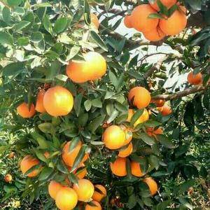 秭归脐橙现在已经大量成熟上市，品种齐全，长虹脐橙、纽荷儿...