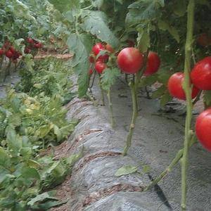 山东省德州市齐河县，有大量温室大棚西红柿