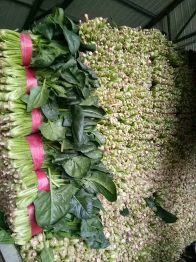 山东省聊城市八大寨蔬菜专业合作社常年供应菠菜，每天3---6万斤，以质量求生存。联系老张 13793059348