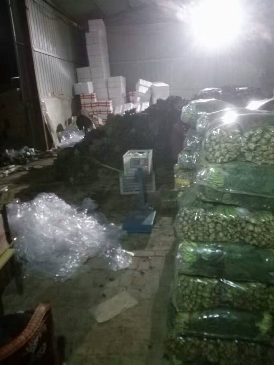 山东省聊城市八大寨蔬菜专业合作社常年供应菠菜，每天3---6万斤，以质量求生存。联系老张 13793059348