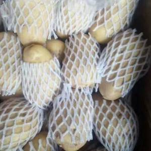 山东省滨州惠民大量荷兰土豆箱子货出库中，质量好价格合适。...