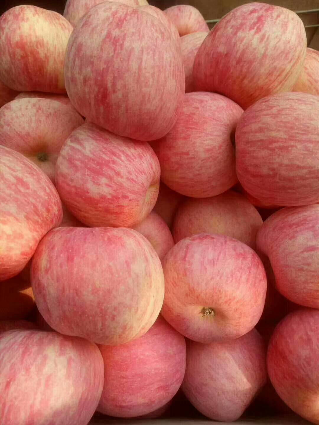 13505394663山东冷库红富士苹果大量供应，山东苹果基地常年供应苹果，苹果种植面积数百万亩，品种多，产地直销价格便宜，质量保证，果园看货，以质论价，常年供