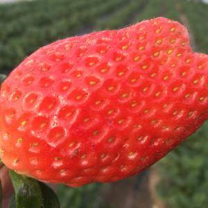 大量供应甜宝草莓，原产地发货。希望与全国各地有实力的电商...