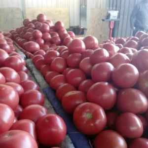 万亩暖棚硬粉西红柿大量上市，果型高原，硬度好，红度九分