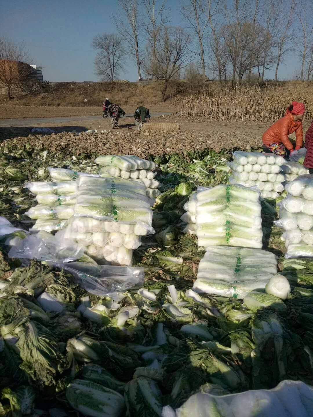 河北昌黎北京三号大白菜大量上市中，有各种包装，有砍菜女工...