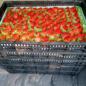南京溧水傅家边草莓基地直供红颜草莓