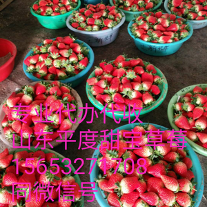 供！甜宝草莓，山东平度产地代办代收，15653271708同微信号