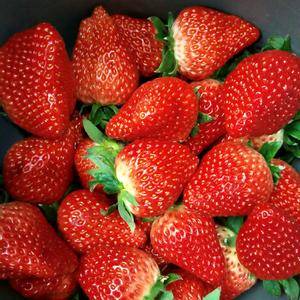 保定地区顺平县万亩九九草莓现在大量上市，口感香甜，硬度好...