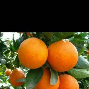 秭归脐橙，品质好，价格优，品种齐全供货量大，欢迎全国各地...