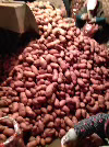 大量供应代办蒙冀土豆，荷兰十四，黄沙土地种植，薯型好，个...