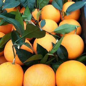纽荷尔脐橙，产地批发，果园直销，联系电话，1777128...