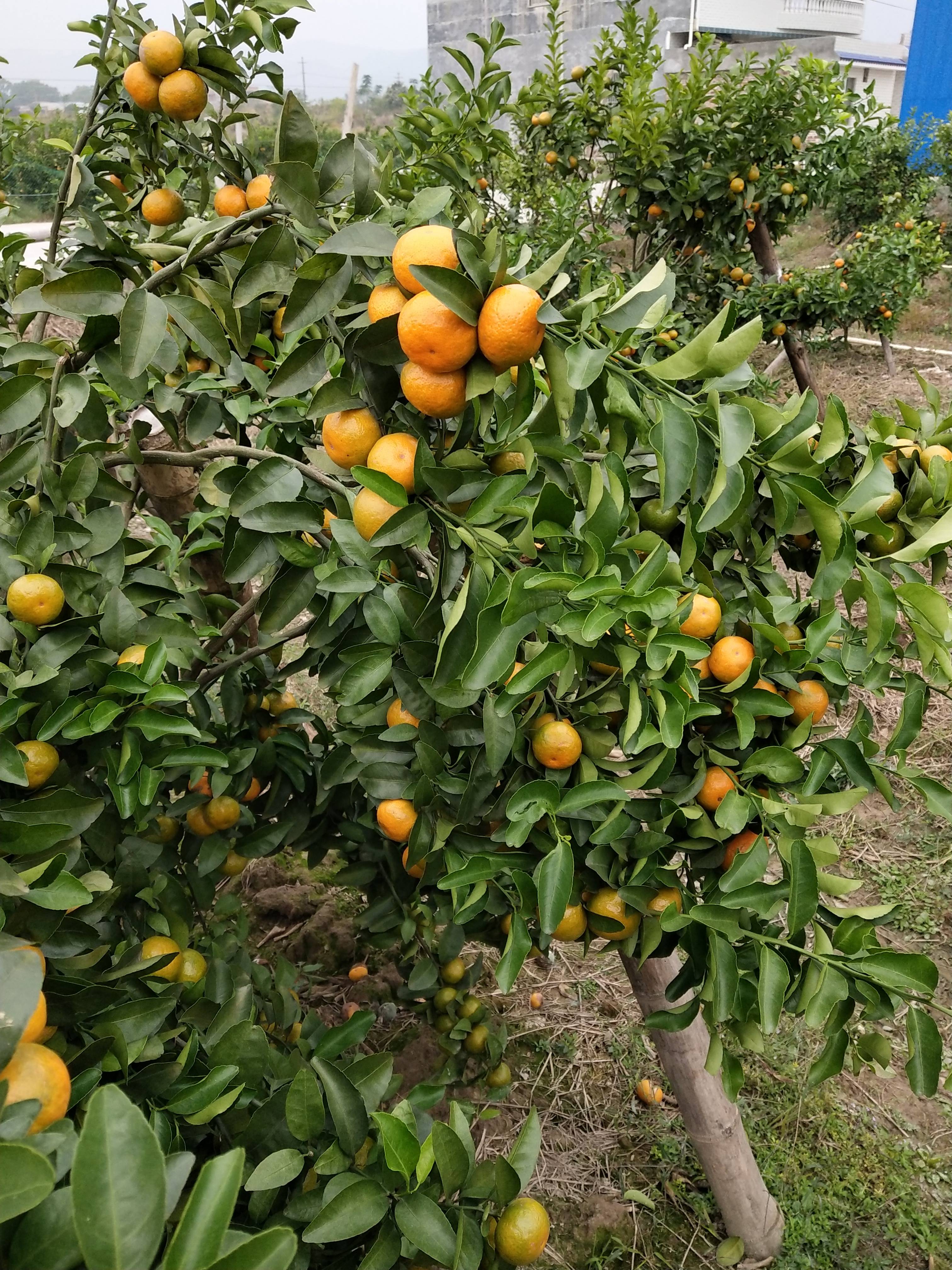 广西贺州有大量砂糖橘，13677842658